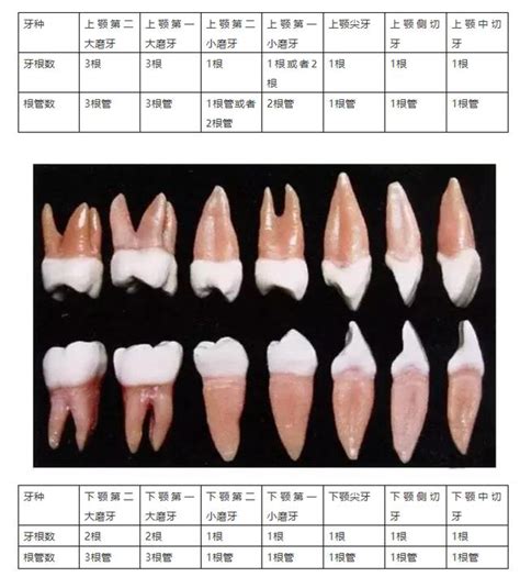 牙齒代表什麼|牙齒解剖